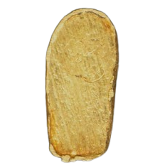 AML68100718721 พระปรกโพธิ์ใบมะขาม หลวงปู่ศุข  วัดปากคลองมะขามเฒ่า เนื้อทองคำ 